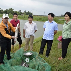 Nuôi cá leo trong ao đất